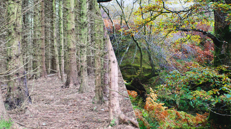 The left hand side shows a grey monoculture conifer plantations. The right hand side shows a diverse ancient woodland, with oak trees, braken, moss and other flora.