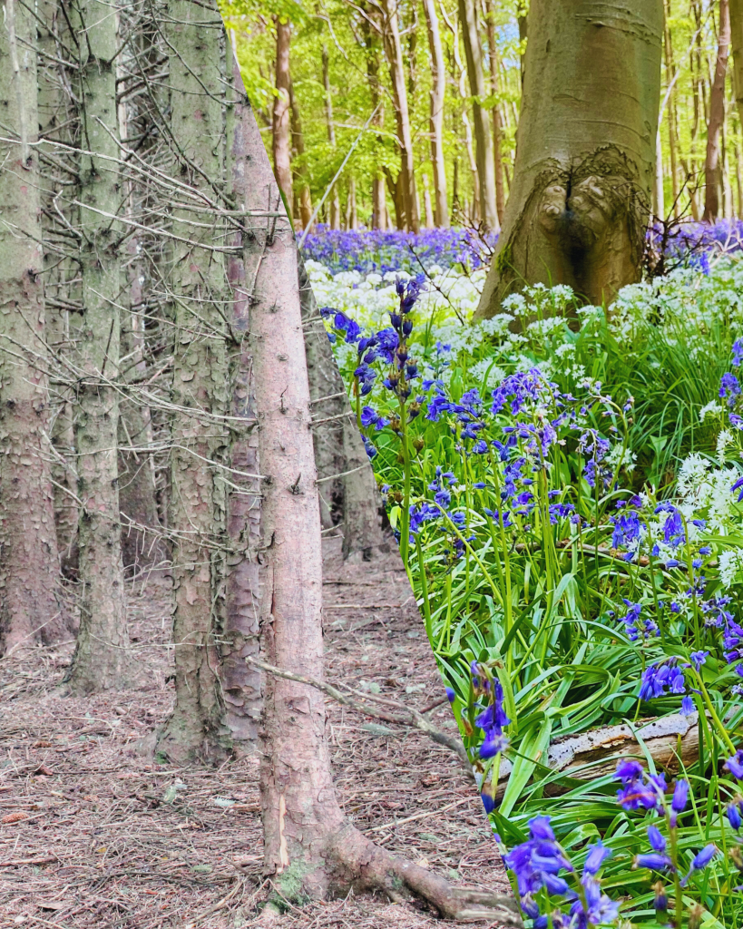 An image showing the vast disparity between a monoculture timber plantation on the left, and an ancient woodland on the right. The idea is to emphasise why we need to rewild the Ghost Woods by showing how different they are.