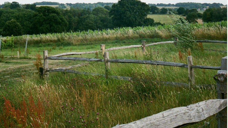 A farm sitting within in a rewilded landscape with native woodland in the background and in the foreground areas with rustic fencing, compartmentalising areas with native wildflowers and areas with crops to provide income